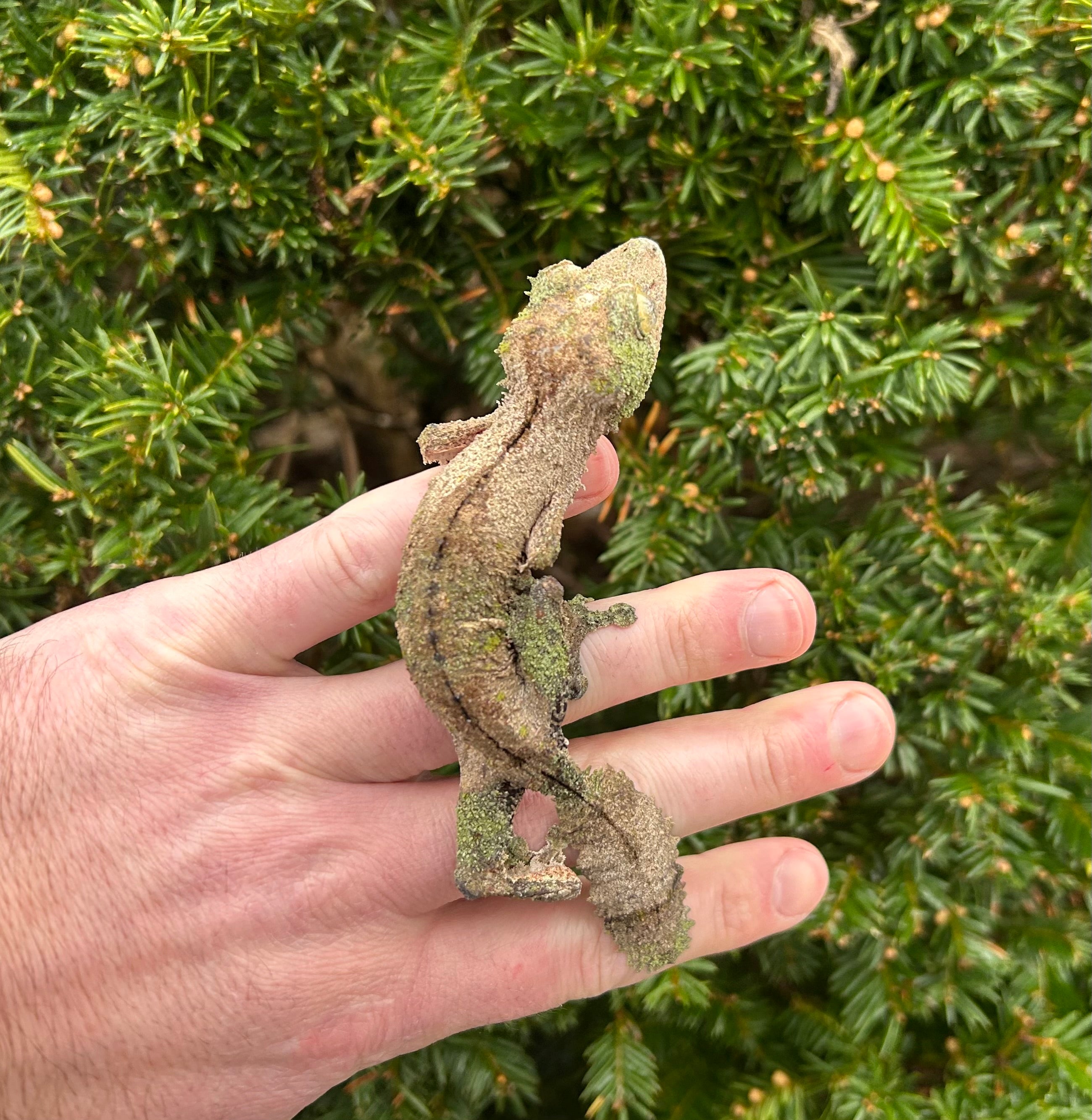 Adult Mossy Leaf-tailed Gecko (Female 2) – Scales and Tails of Ohio