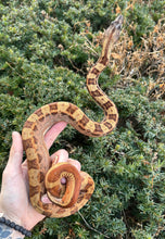 Load image into Gallery viewer, Juvenile Hypo Jungle Motley Boa Constrictor (Female)
