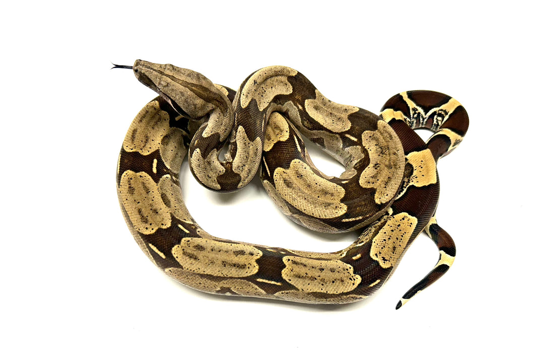 Sub-Adult Guyana Boa (Male 1)