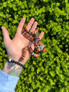 Adult Central Plains Milksnakes (1.1 pair)