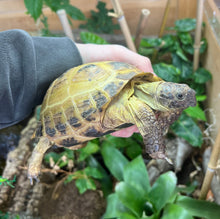 Load image into Gallery viewer, Adult Russian Tortoise (Female)