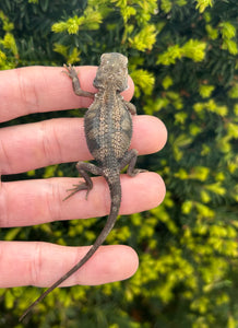 Baby Paradigm Bearded Dragon (4)