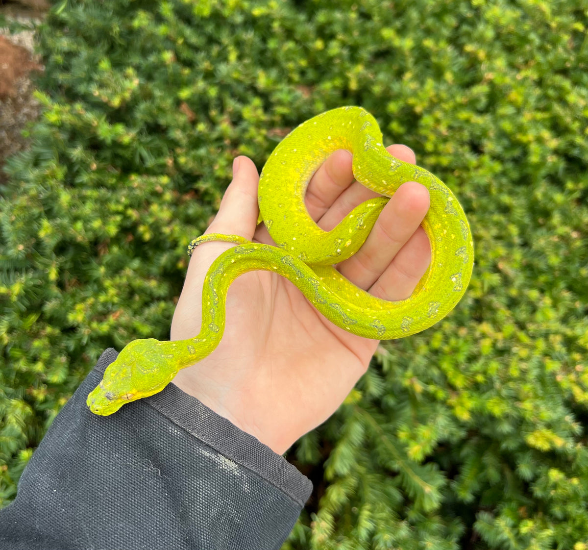 Green Python Juvenile Juvenile Biak Green Tree Python (Male 2) – Scales and Tails of Ohio