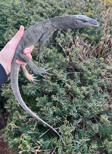 Sub-Adult Black Roughneck Monitor