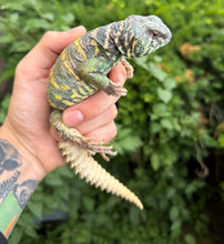 Load image into Gallery viewer, Adult ‘High-Color’ Ornate Uromastyx (Male 1)