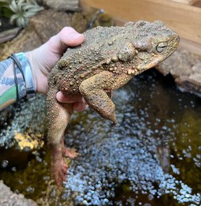XL Giant Asian River Toad