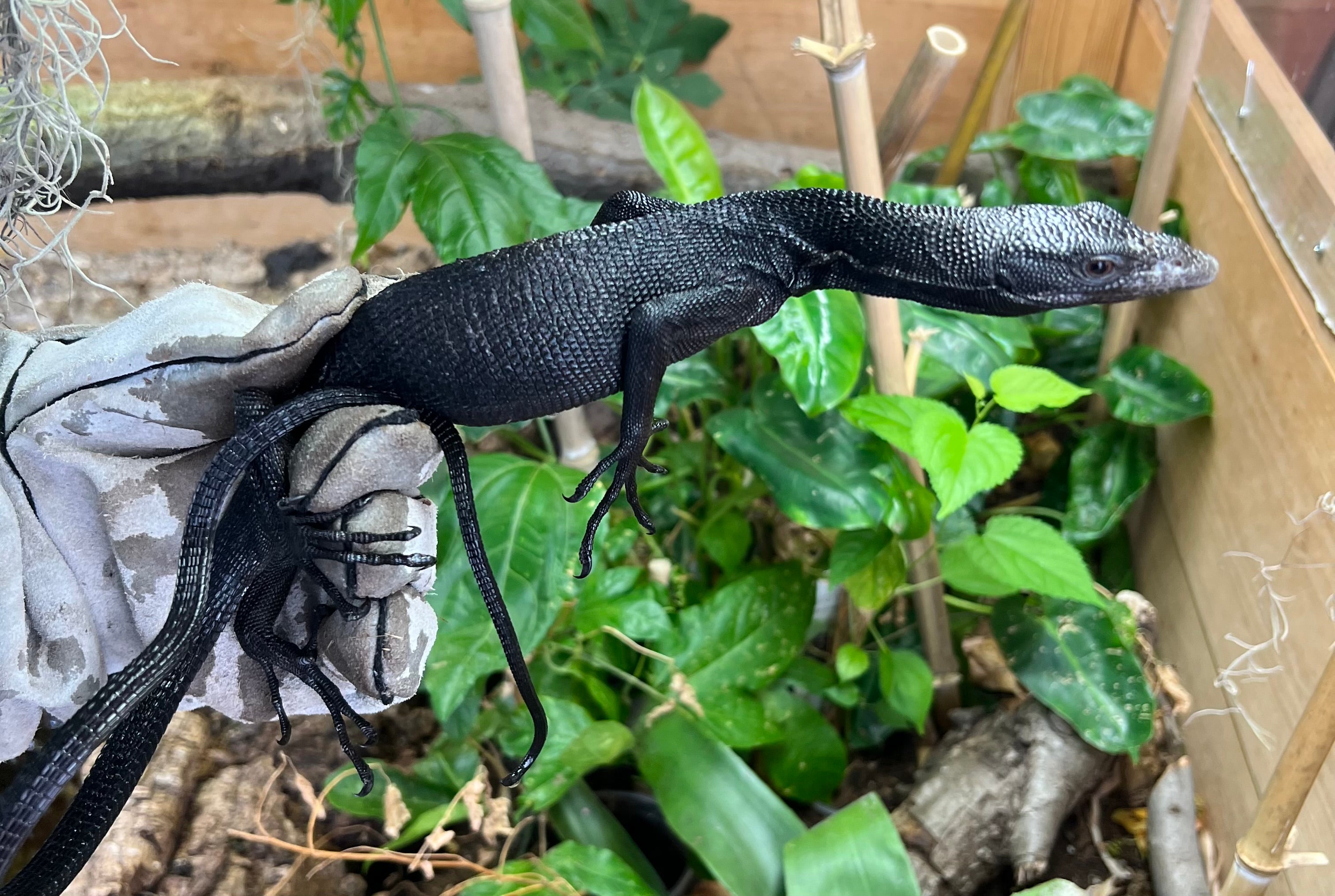 Black Tree Monitor Full Grown
