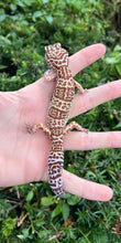 Load image into Gallery viewer, Adult Leopard Gecko (Female 4)