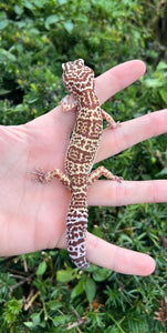 Adult Leopard Gecko (Female 4)