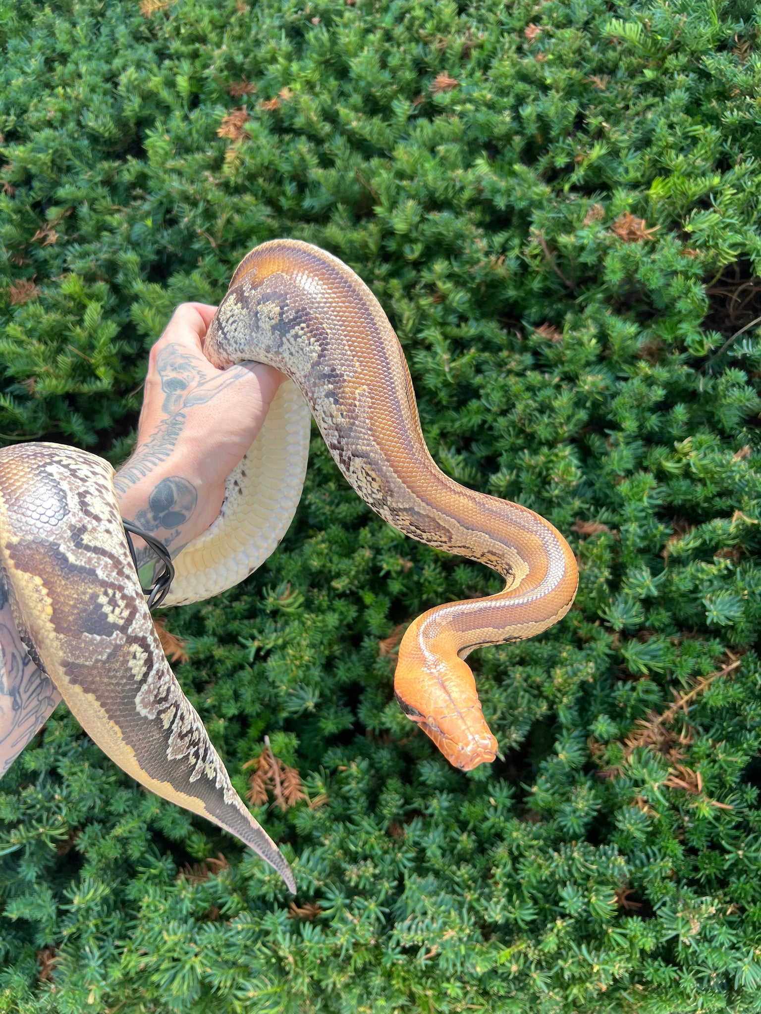 Borneo Python Vs Blood Python Juvenile Granite Striped Borneo Blood Python (Female) β Scales and ...