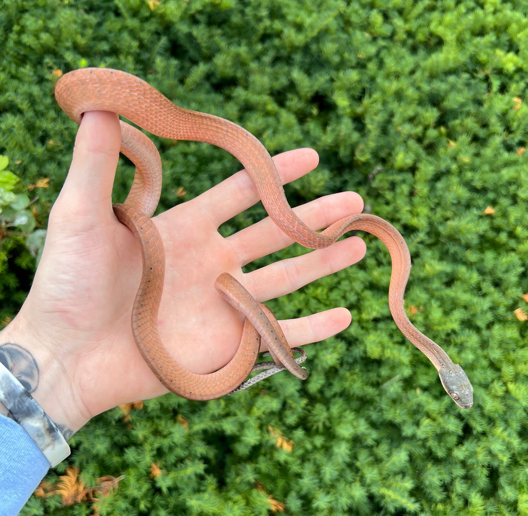 Sub-Adult Malaysian Black Headed Cat Snake (Male 3)