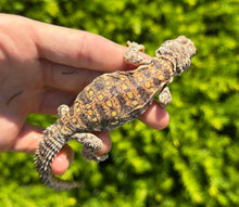 Load image into Gallery viewer, Baby Ornate Uromastyx (4)