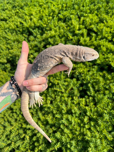 Juvenile Savannah Monitor