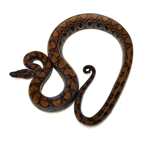 Sub-Adult Brazilian Rainbow Boa (Male 1)