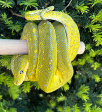 Load image into Gallery viewer, Adult Designer Green Tree Python (Male)
