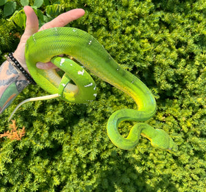 Adult ‘Reduced Pattern’ Emerald Tree Boa (Female 1)