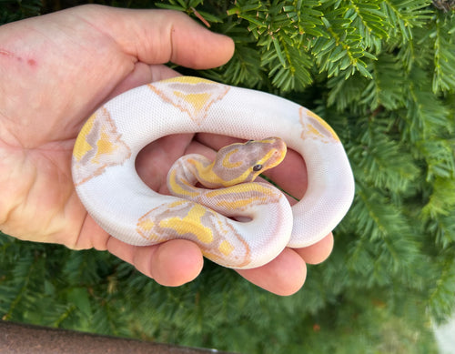 Baby Banana Pied Ball Python (Female)