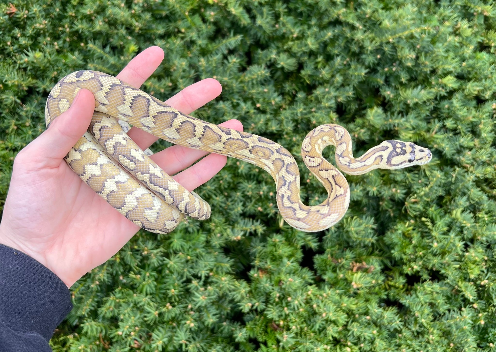 Aquatic Python's Juvenile Caramel Carpet Python (Female) – Scales and Tails of Ohio