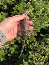 Load image into Gallery viewer, Juvenile Asian Water Monitor (2)