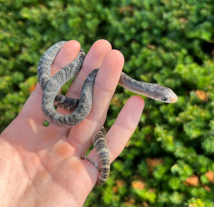 Baby Yellow-Tailed Cribo (Male 1)