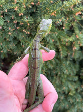 Load image into Gallery viewer, Juvenile Green Basilisk