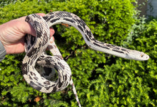 Load image into Gallery viewer, Adult Northern Pine Snake