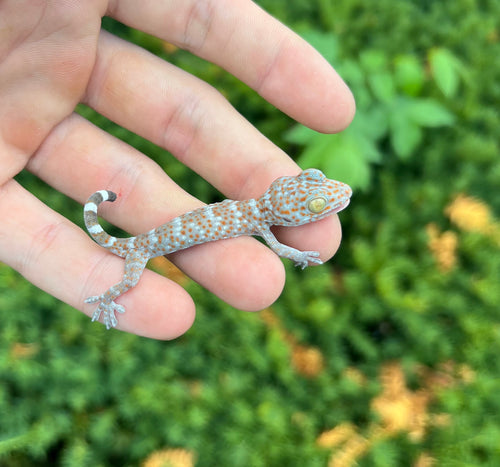 Baby Tokay Gecko