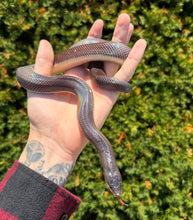 Load image into Gallery viewer, 1.1 Adult New World Burrowing Python