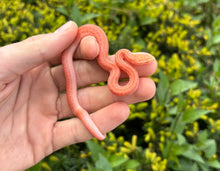 Load image into Gallery viewer, Baby T-Albino House Snake