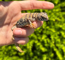 Load image into Gallery viewer, Baby Ornate Uromastyx (3)