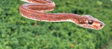 Load image into Gallery viewer, Red Amazon Tree Boa (Male)