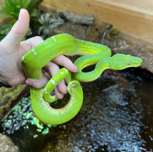 Load image into Gallery viewer, Sub-Adult Emerald Tree Boa (Male 2)