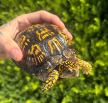 Load image into Gallery viewer, Adult ‘High-Yellow’ Eastern Box Turtle (Female)