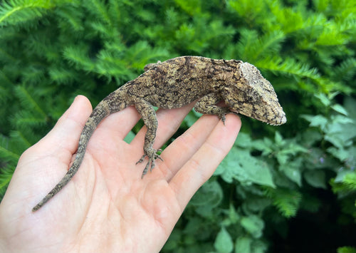 Adult Cuban False Chameleon