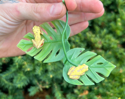 Reticulated Hourglass Tree Frog