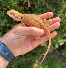 Load image into Gallery viewer, Juvenile ‘High-Red’ 50% Red Monster Bearded Dragon (Male 1)