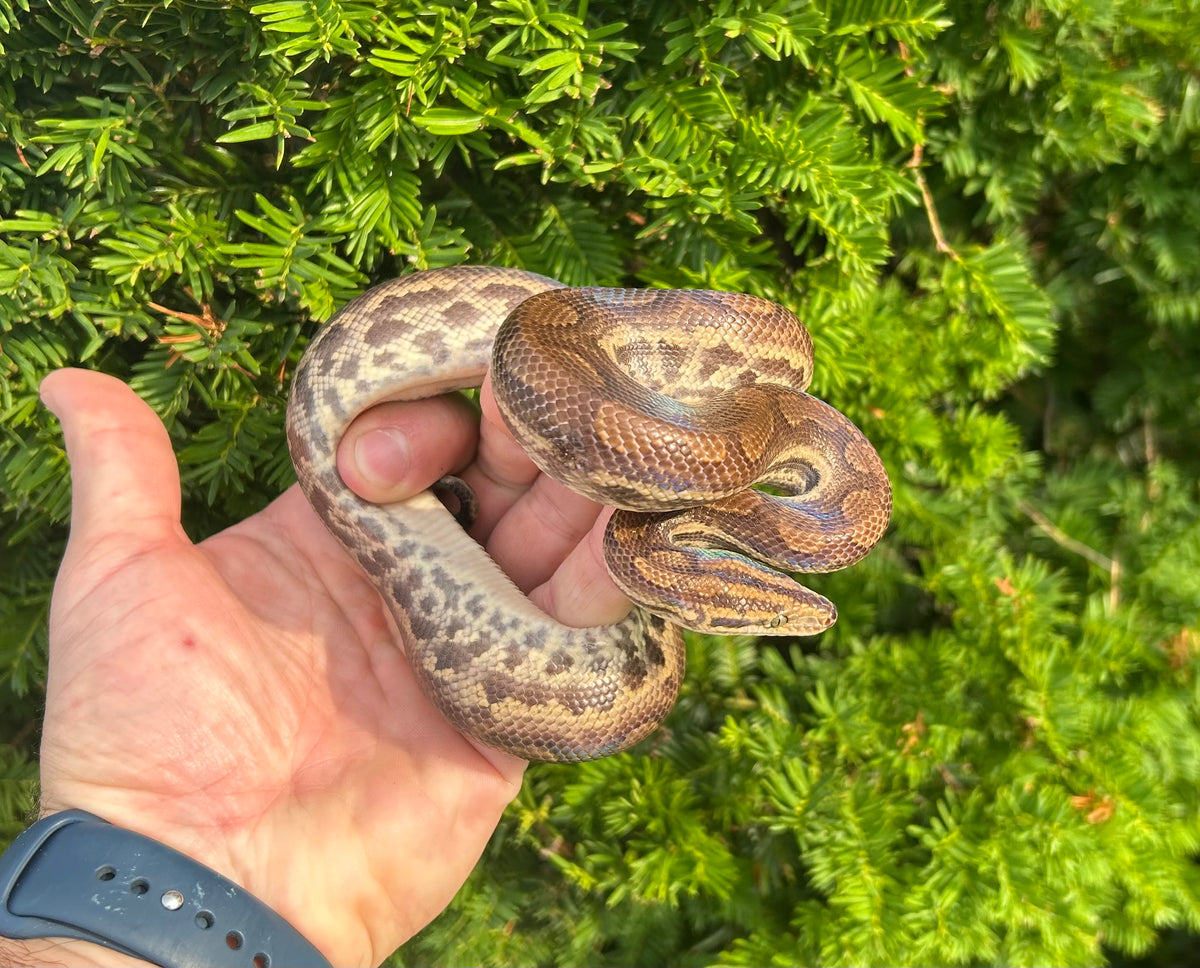 Juvenile Columbian Rainbow Boa (Female) – Scales and Tails of Ohio