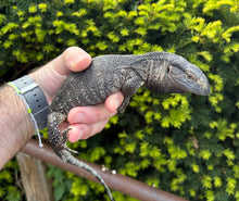 Load image into Gallery viewer, Juvenile Black Throat Monitor (2)