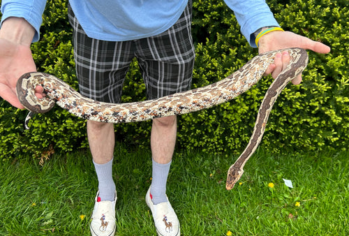 Adult Solomon Island Ground Boa (Male 2)