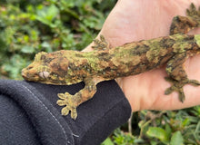 Load image into Gallery viewer, Adult Pine Island Chahoua Gecko (Male)
