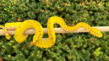 Load image into Gallery viewer, Baby Cyclops Mnt Green Tree Python (1)