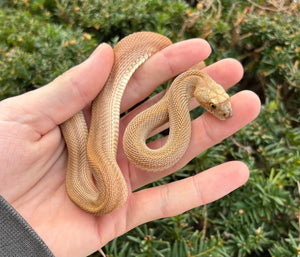 Paternless Juvenile Patternless Bullsnake (Female) – Scales and Tails of Ohio