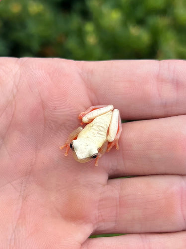 Patternless Hourglass Tree Frog