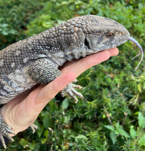 Load image into Gallery viewer, Adult Savannah Monitor
