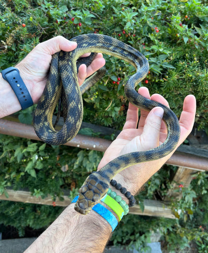 Sub-Adult Barbeck Scrub Python (Male)