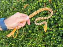 Load image into Gallery viewer, Orange Asian Vine Snake