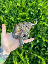 Load image into Gallery viewer, Baby Green Anaconda (Male 1)