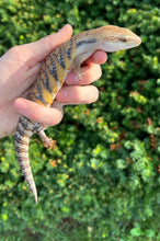 Load image into Gallery viewer, Baby Sunrise Northern Blue Tongue Skink (4)