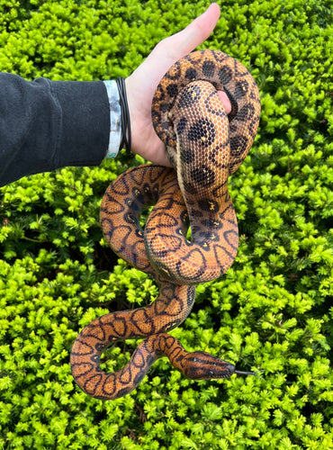 Adult Brazilian Rainbow Boa (*imperfect Female)