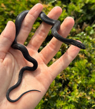 Load image into Gallery viewer, Sub-Adult Melanistic Eastern Garter Snake (Male)